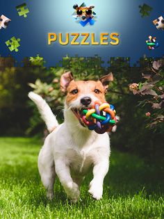 Dogs Jigsaw Puzzle Games - Screenshot 1