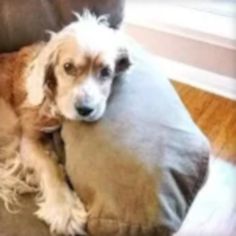 Pet the Dog - Screenshot 1