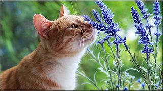 Animals Puzzles Jigsaw - Screenshot 2