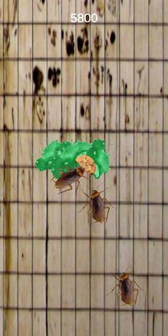 Stop the Cockroach! - Screenshot 3