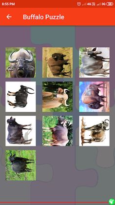 Buffalo Puzzle - Screenshot 4