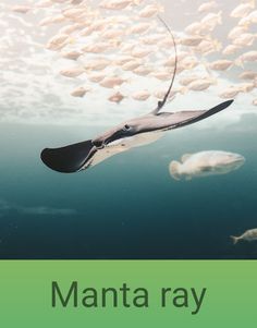 Animal Educator - Screenshot 1