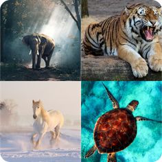 Guess : Animals Quiz Game - Screenshot 1