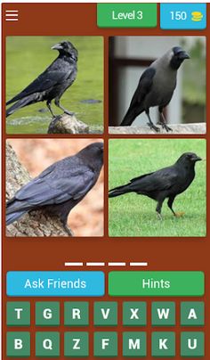 Birds Quiz - Screenshot 4