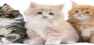 Cat Rescue: Puzzle Game - Screenshot 1