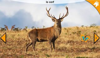 Les Animaux - Screenshot 3