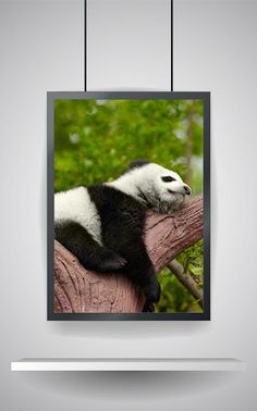 Picture Puzzle: Panda - Screenshot 3