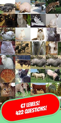 ANIMALS & PETS Quiz 2020 - Screenshot 1