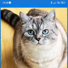 CAT SEARCH - Screenshot 3