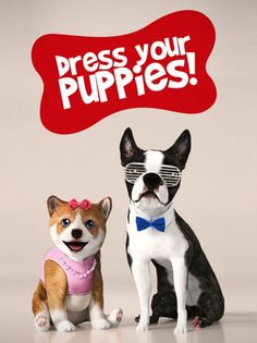 Dog Simulator 2015 - Screenshot 3