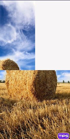 Pic Puzzle - Screenshot 4