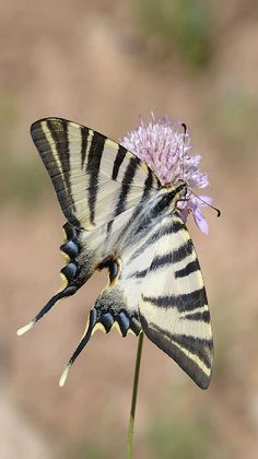 swallowtail butterfly - Screenshot 2