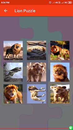 Lion Puzzle - Screenshot 4
