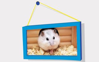 Picture Puzzle: Hamsters - Screenshot 2