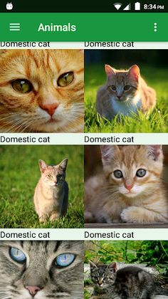 Cats Puzzle - Screenshot 1