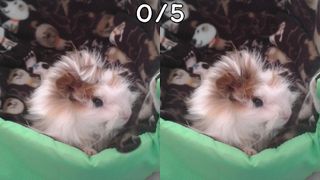 Find differences (multiplayer) - Screenshot 2