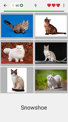Cats Quiz Guess Popular Breeds - Screenshot 2