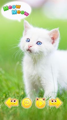 Cute animal pictures & animal  - Screenshot 1