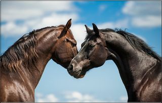 Horses Jigsaw Puzzles - Screenshot 3