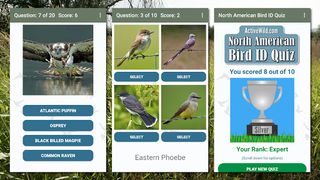 North American Bird ID Quiz - Screenshot 3
