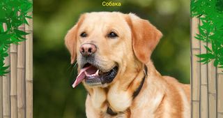 Угадай животное - Screenshot 1