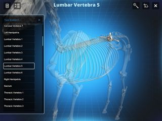 Bone Viewer - Horse Skeleton - Screenshot 3