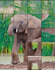 Quebra-Cabeça de Animais - Screenshot 4