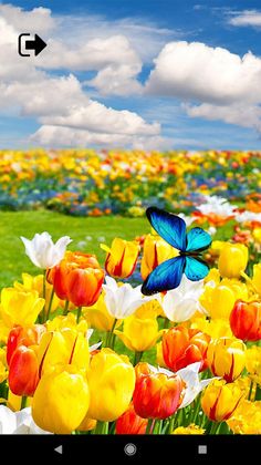 Lonely Cat Toy 3 - Games for C - Screenshot 1