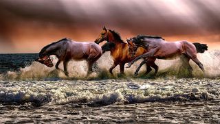 Animals jigsaw puzzles games - Screenshot 1
