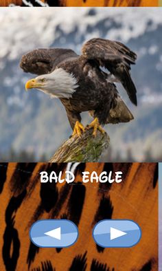 Animals , guess which one - Screenshot 1