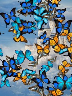 Butterflies App - Screenshot 4