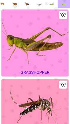 Animal Sounds - Screenshot 4