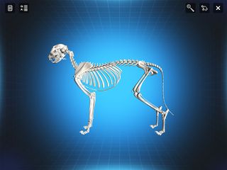 Bone Viewer - Cat Skeleton - Screenshot 1
