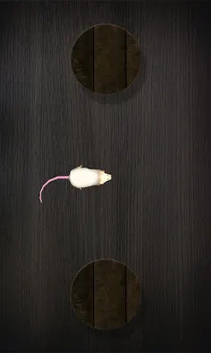 Mouse on the Screen for a Cat - Screenshot 2