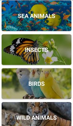 Animal Sounds Learn With Game - Screenshot 3