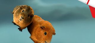 Alpaca Over It - Screenshot 3