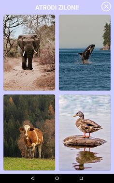 Dzīvnieku balsis Lite - Screenshot 2