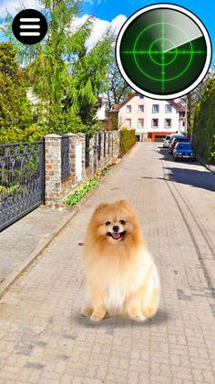 Collect Pocket Dogs - Screenshot 3