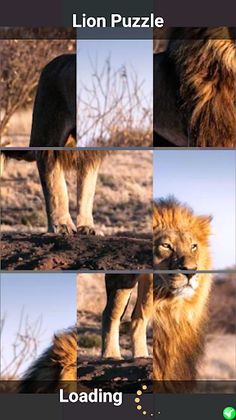 Lion Puzzle - Screenshot 2
