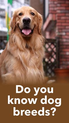 Popular Dog Breeds - My Pet - Screenshot 1