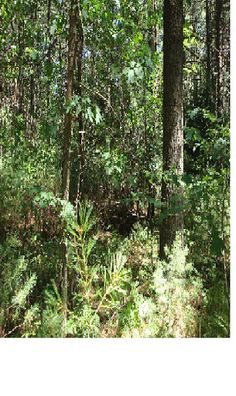 Foxie game - Screenshot 1