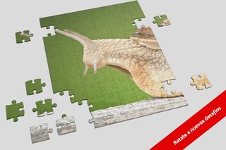 Puzzle Caracoles 🧩🐌 - Screenshot 3