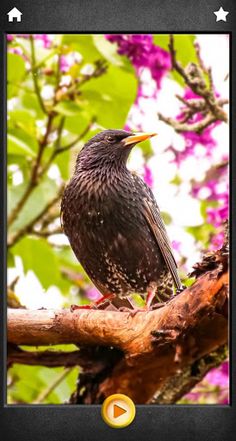 Animals puzzles - photo jigsaw - Screenshot 3