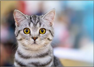 Cats Jigsaw Puzzles Collection - Screenshot 1