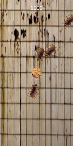 Stop the Cockroach! - Screenshot 2