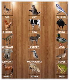 Animal Pocket Zoo - Screenshot 1