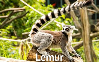 Animal sounds for kids DELUXE - Screenshot 2