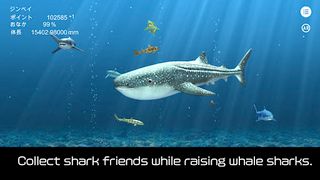 Whale shark that grows calmly - Screenshot 1