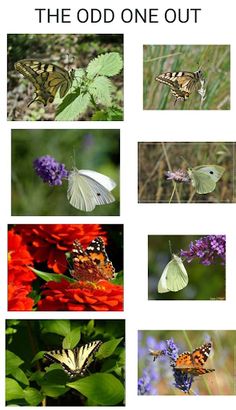 Quiz : What Butterfly Are You  - Screenshot 1