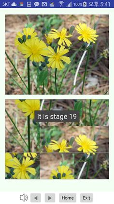 Flower Puzzle - Screenshot 4